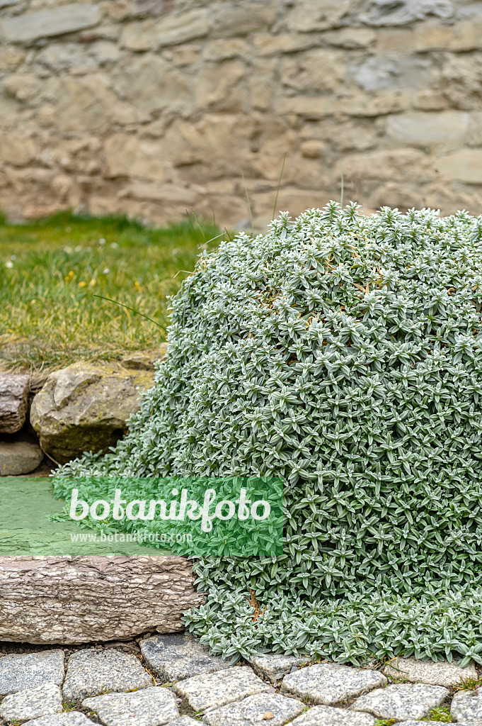 593047 - Snow-in-summer (Cerastium tomentosum)