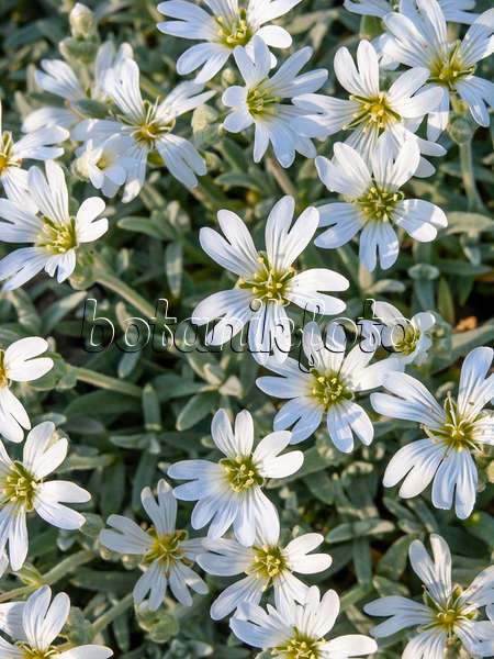 448057 - Snow-in-summer (Cerastium tomentosum var. aetnaeum)