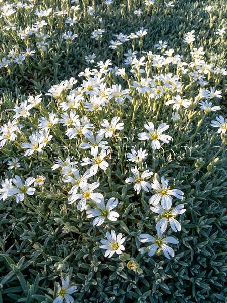 448058 - Snow-in-summer (Cerastium tomentosum var. aetnaeum)