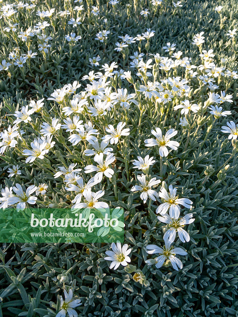 448058 - Snow-in-summer (Cerastium tomentosum var. aetnaeum)