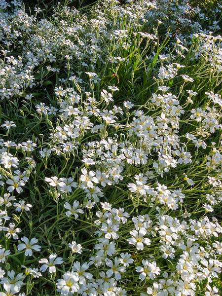 401260 - Snow-in-summer (Cerastium tomentosum var. columnae)