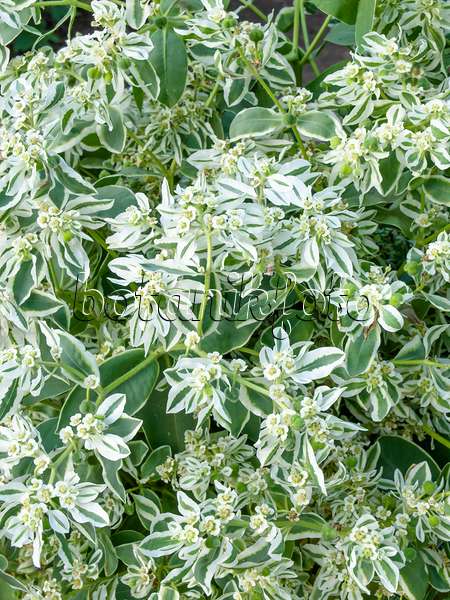 464019 - Snow on the mountain (Euphorbia marginata)