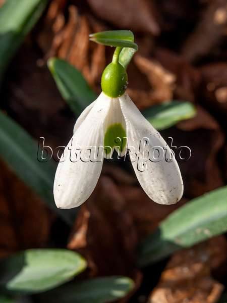 446003 - Snowdrop (Galanthus plicatus)