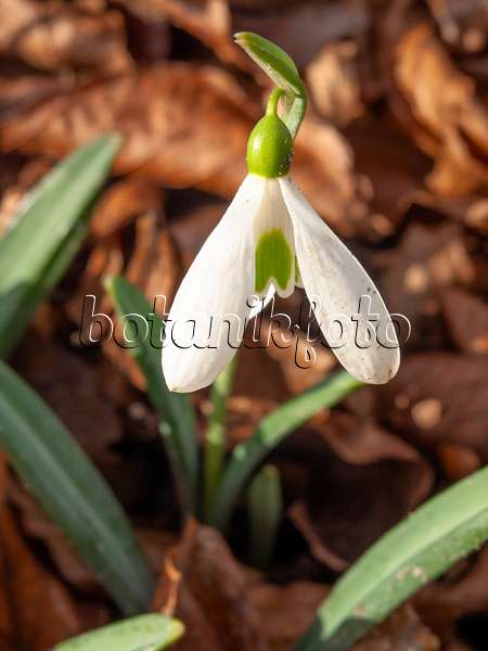 446004 - Snowdrop (Galanthus plicatus)