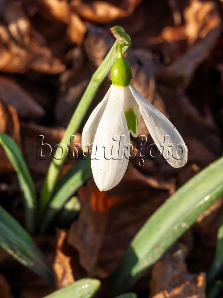 446007 - Snowdrop (Galanthus plicatus)