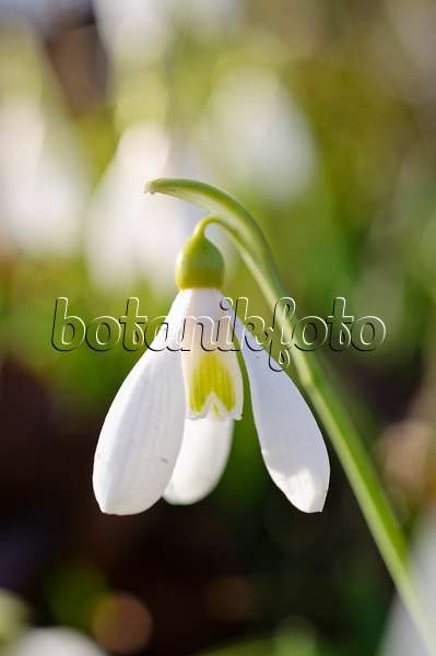 482052 - Snowdrop (Galanthus plicatus)