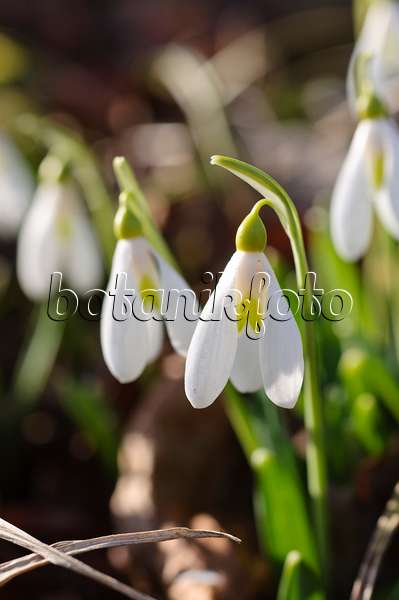 482053 - Snowdrop (Galanthus plicatus)