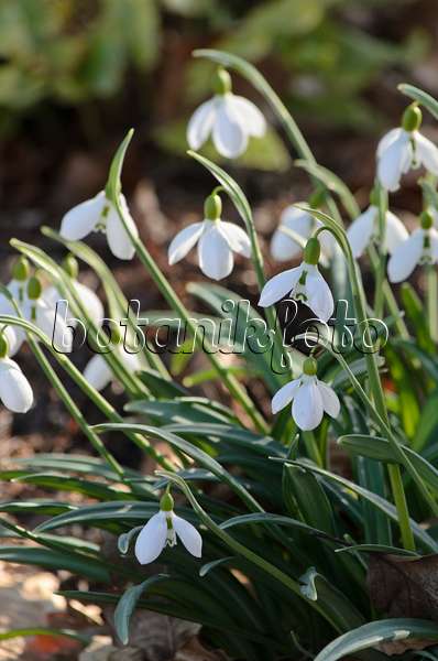 518085 - Snowdrop (Galanthus plicatus)