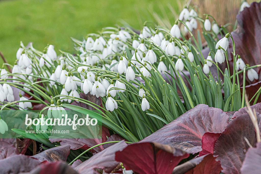 638103 - Snowdrop (Galanthus S. Arnott) and heart leaf bergenia (Bergenia cordifolia 'Bressingham Ruby')