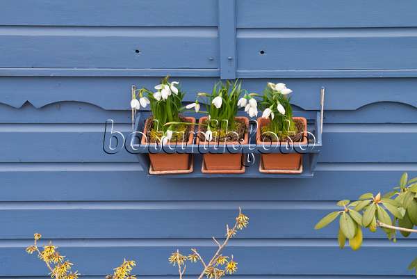 542004 - Snowdrops (Galanthus) in pots in front of a blue wall