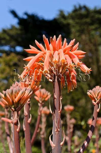 508410 - Soap aloe (Aloe saponaria)
