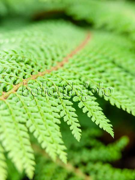 426297 - Soft shield fern (Polystichum setiferum 'Proliferum Wollastonii')