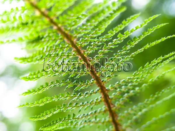 426298 - Soft shield fern (Polystichum setiferum 'Proliferum Wollastonii')
