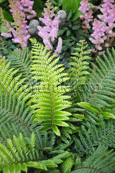 517467 - Soft shield fern (Polystichum setiferum 'Proliferum')