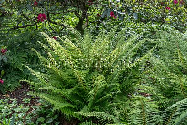 651442 - Soft shield fern (Polystichum setiferum 'Proliferum')