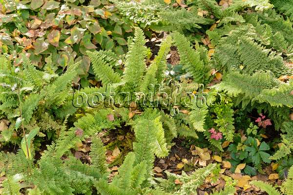 489045 - Soft shield fern (Polystichum setiferum 'Plumosum Densum')