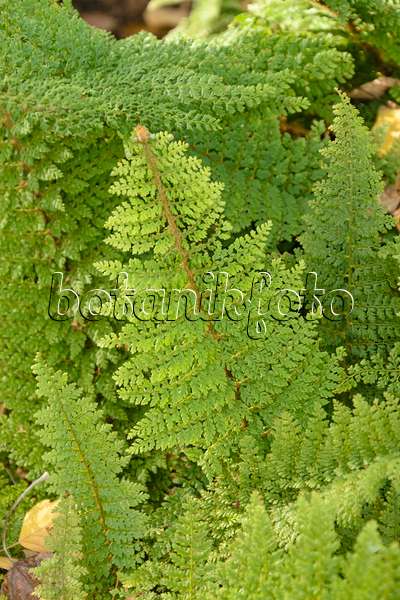 489046 - Soft shield fern (Polystichum setiferum 'Plumosum Densum')