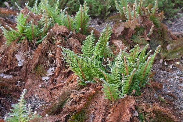 502319 - Soft shield fern (Polystichum setiferum 'Plumosum Densum')