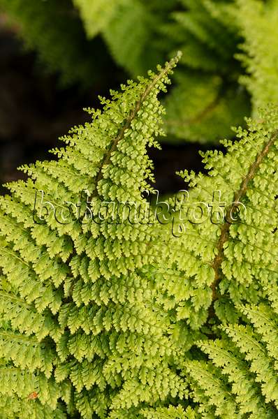 520443 - Soft shield fern (Polystichum setiferum 'Plumosum Densum')