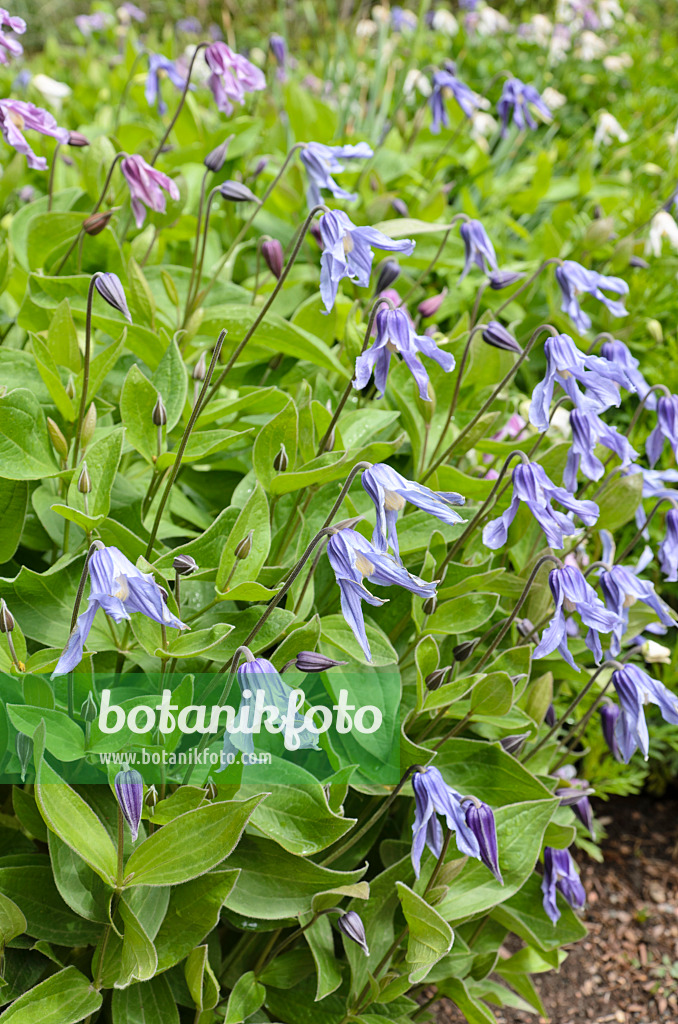 508248 - Solitary clematis (Clematis integrifolia)