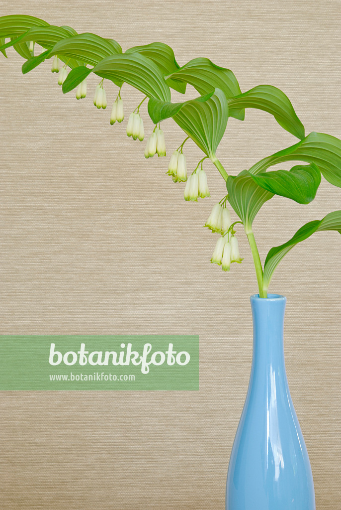 481015 - Solomon's seal (Polygonatum multiflorum) in a blue vase