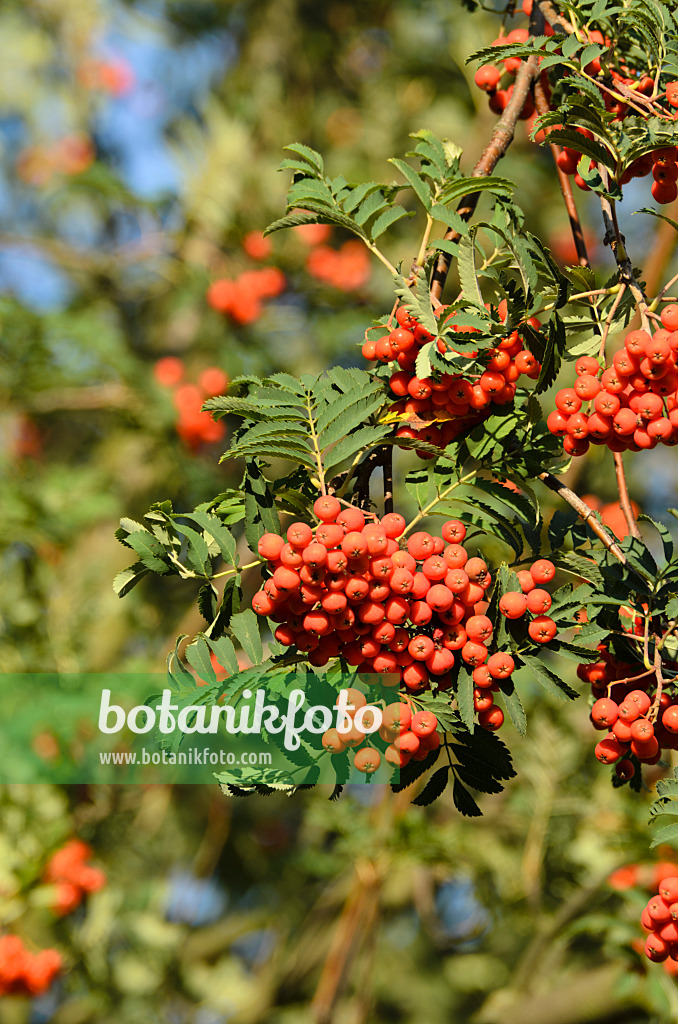 499061 - Sorbier des oiseleurs (Sorbus aucuparia)