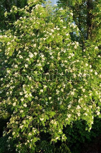 520269 - Sorbier des oiseleurs (Sorbus aucuparia)