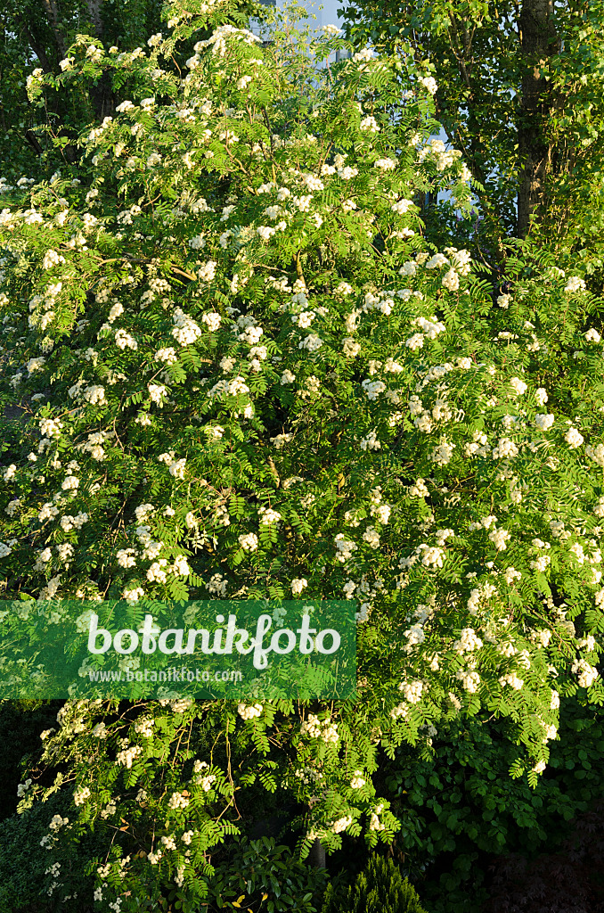 520269 - Sorbier des oiseleurs (Sorbus aucuparia)