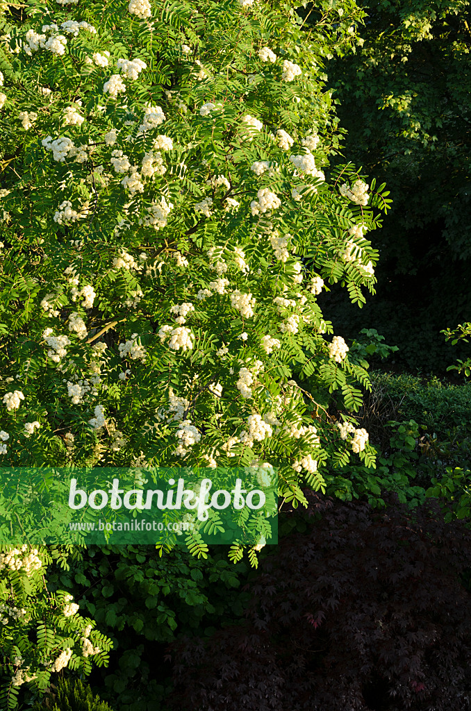 520270 - Sorbier des oiseleurs (Sorbus aucuparia)