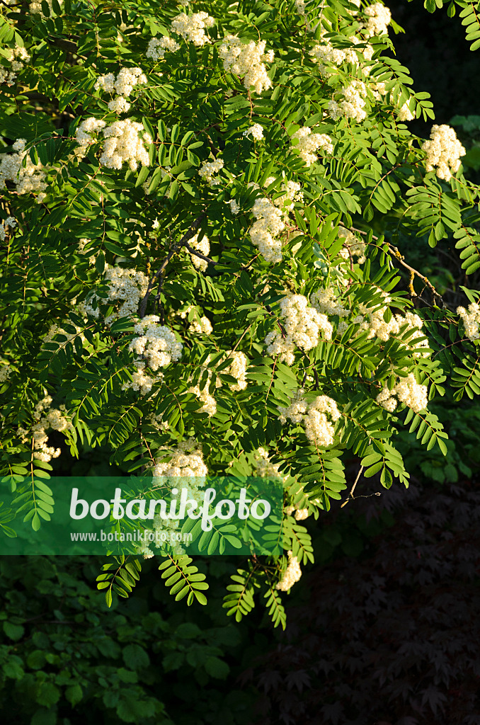 520271 - Sorbier des oiseleurs (Sorbus aucuparia)