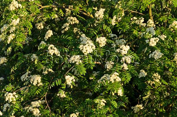 520272 - Sorbier des oiseleurs (Sorbus aucuparia)