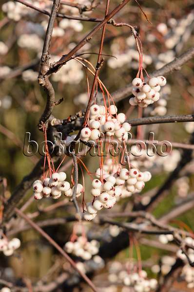 525219 - Sorbus fruticosa