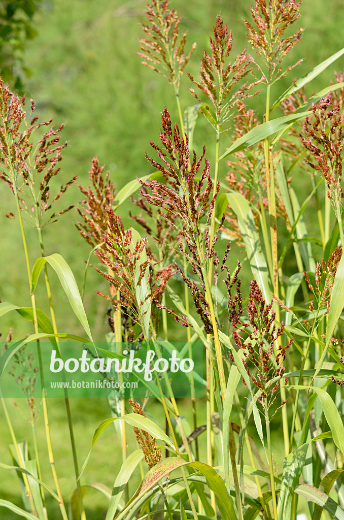 535053 - Sorgho commun (Sorghum bicolor)