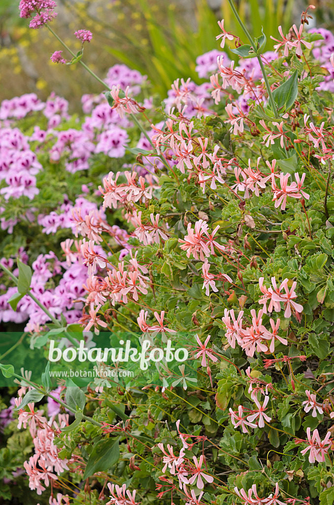 533030 - Sorrel-leaved pelargonium (Pelargonium acetosum)