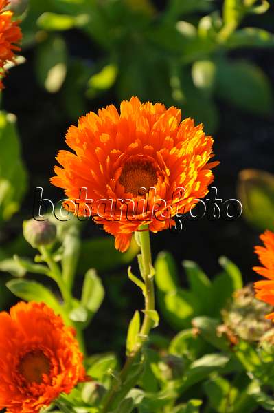 488051 - Souci officinal (Calendula officinalis 'Greenheart Orange')