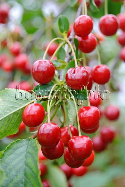 482010 - Sour cherry (Prunus cerasus)