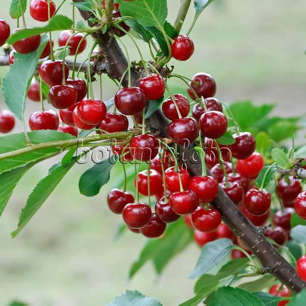 471439 - Sour cherry (Prunus cerasus 'Gerema')