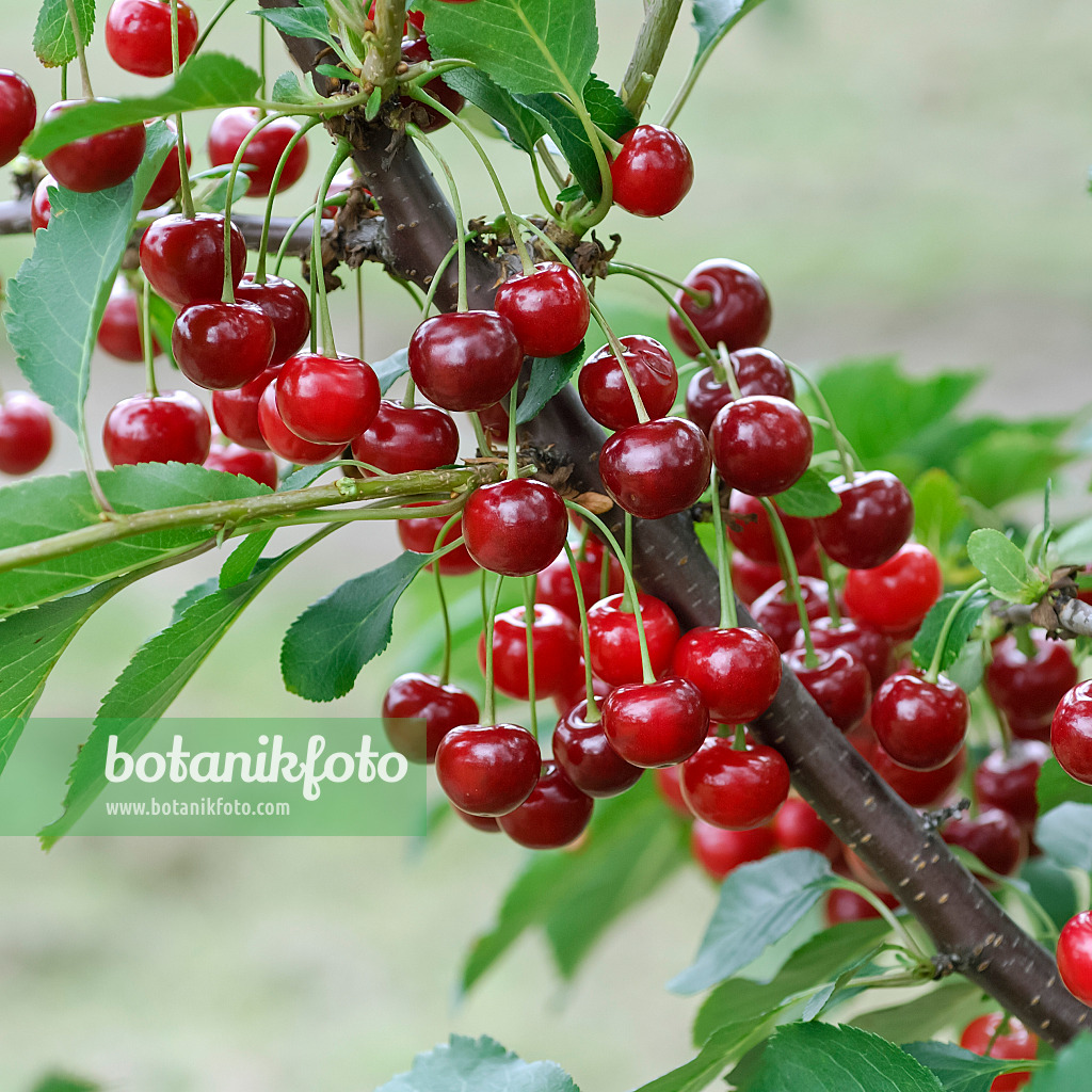 471439 - Sour cherry (Prunus cerasus 'Gerema')