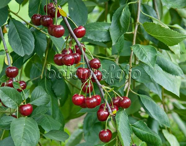 502363 - Sour cherry (Prunus cerasus 'Korund')