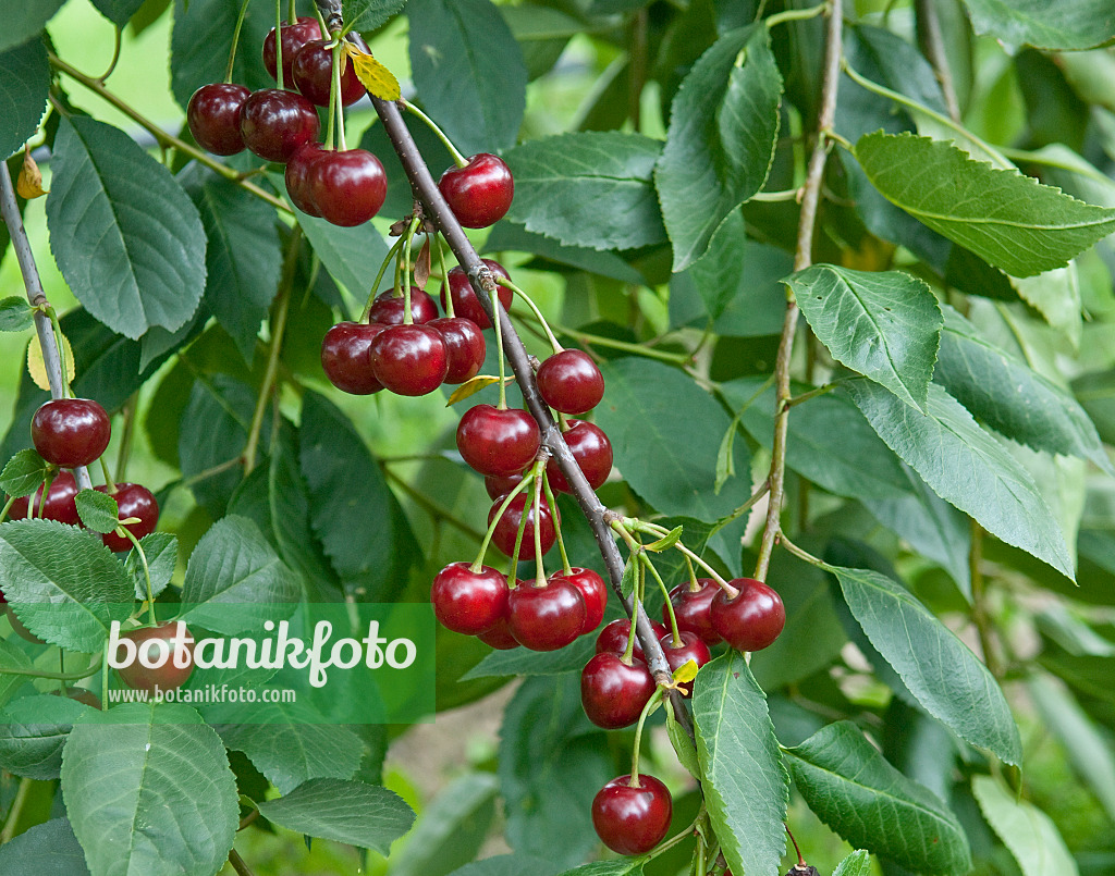 502363 - Sour cherry (Prunus cerasus 'Korund')