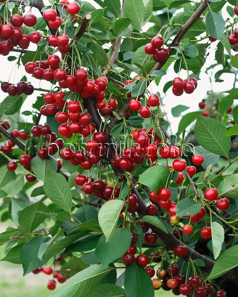 471441 - Sour cherry (Prunus cerasus 'Scharö')