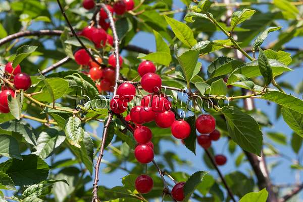 638205 - Sour cherry (Prunus cerasus 'Schattenmorelle')