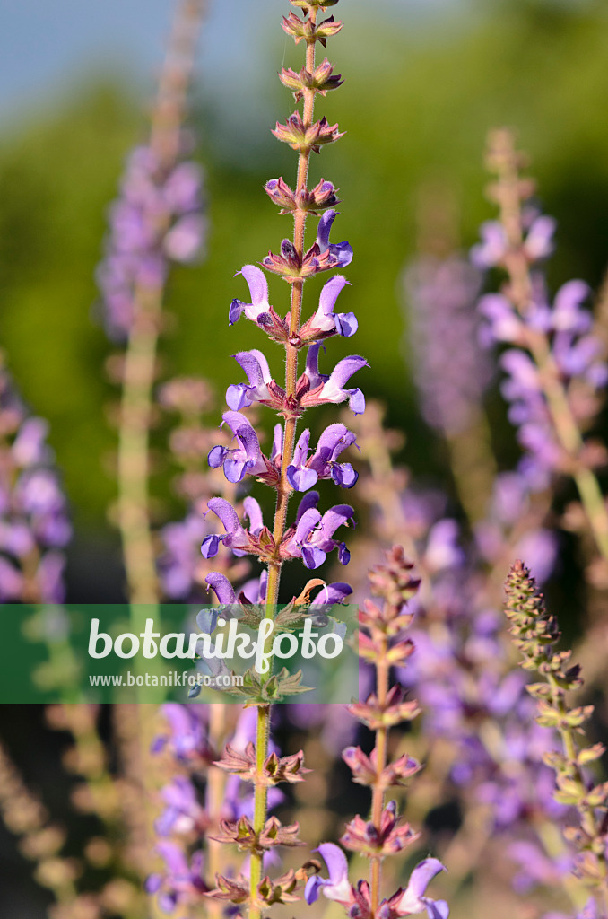 534171 - Southern meadow sage (Salvia virgata)