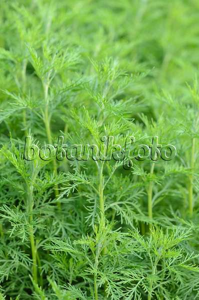 521006 - Southern wormwood (Artemisia abrotanum)
