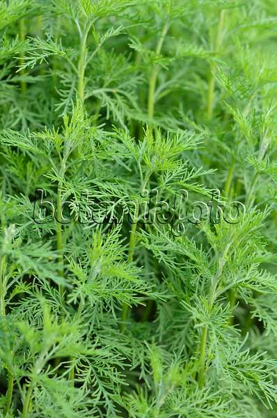 521007 - Southern wormwood (Artemisia abrotanum)