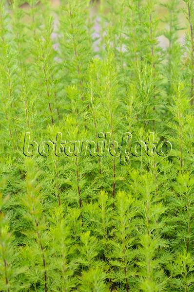 534202 - Southern wormwood (Artemisia abrotanum)