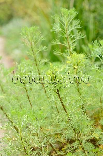 572049 - Southern wormwood (Artemisia abrotanum)