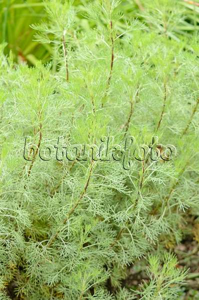 572050 - Southern wormwood (Artemisia abrotanum)