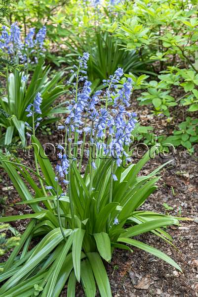 651327 - Spanish bluebell (Hyacinthoides hispanica)