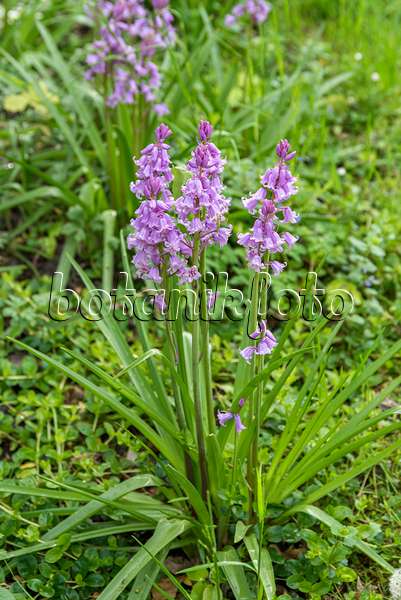 651328 - Spanish bluebell (Hyacinthoides hispanica 'Rose Queen')